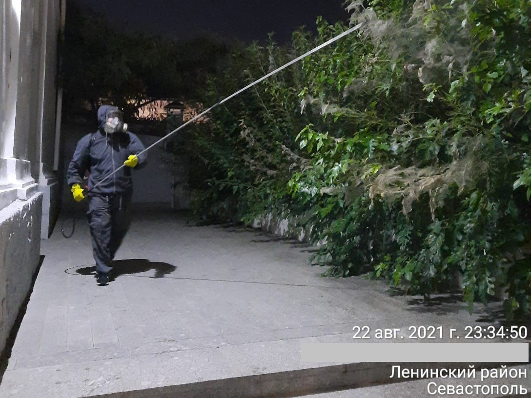 🛡 Услуги по лечению деревьев от болезней и вредителей в Архангельске